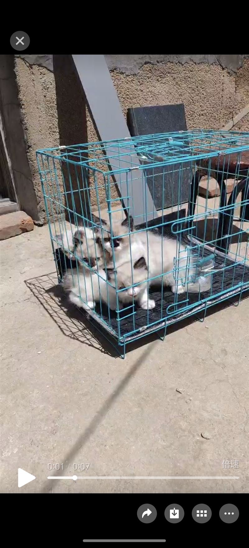 賣貓布偶，緬因銀虎